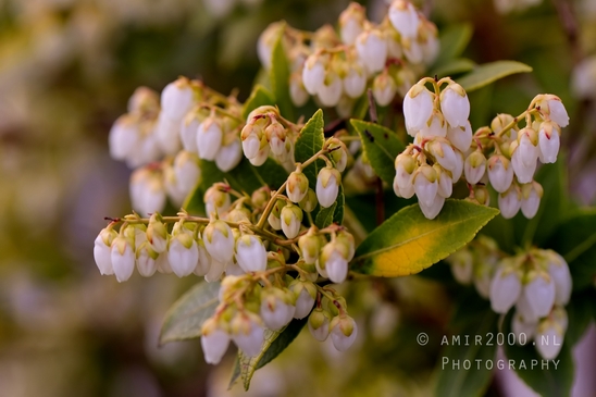 Macro_spring_blossom_looking_at_plants_nature_Photography_024_Canon_EOS_5D_Mark_IV.JPG
