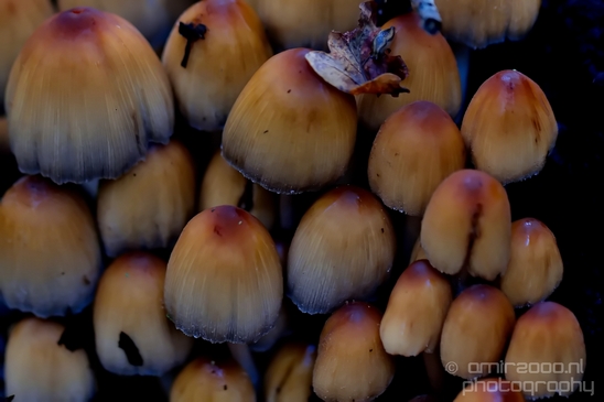 Mica_Cap_Mushrooms_fungi_macro_nature_fall_autumn_scenery_Photography_002_Canon_EOS_5D_Mark_IV.JPG