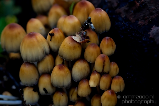 Mica_Cap_Mushrooms_fungi_macro_nature_fall_autumn_scenery_Photography_003_Canon_EOS_5D_Mark_IV.JPG