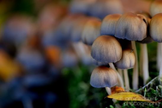 Mica_Cap_Mushrooms_fungi_macro_nature_fall_autumn_scenery_Photography_004_Canon_EOS_5D_Mark_IV.JPG