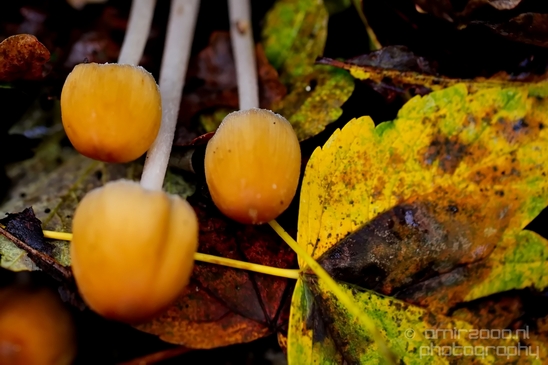 Mica_Cap_Mushrooms_fungi_macro_nature_fall_autumn_scenery_Photography_005_Canon_EOS_5D_Mark_IV.JPG