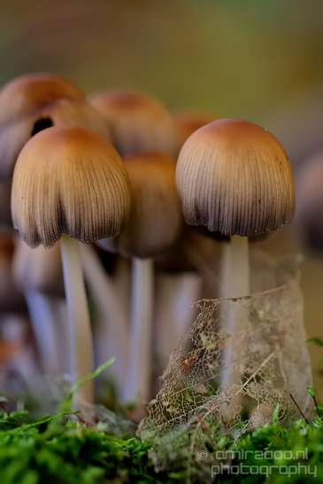 Mica_Cap_Mushrooms_fungi_macro_nature_fall_autumn_scenery_Photography_007_Canon_EOS_5D_Mark_IV.JPG
