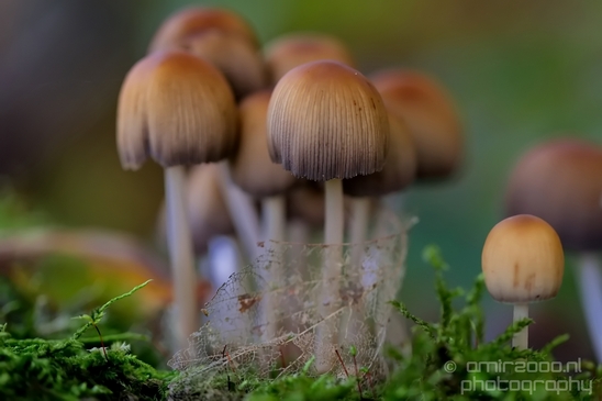 Mica_Cap_Mushrooms_fungi_macro_nature_fall_autumn_scenery_Photography_009_Canon_EOS_5D_Mark_IV.JPG