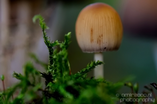Mica_Cap_Mushrooms_fungi_macro_nature_fall_autumn_scenery_Photography_010_Canon_EOS_5D_Mark_IV.JPG