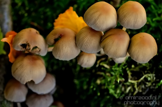 Mica_Cap_Mushrooms_fungi_macro_nature_fall_autumn_scenery_Photography_013_Canon_EOS_5D_Mark_IV.JPG