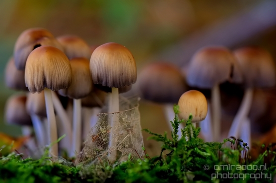 Mica_Cap_Mushrooms_fungi_macro_nature_fall_autumn_scenery_photography_06.JPG