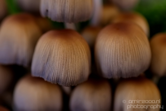 Mica_Cap_Mushrooms_fungi_macro_nature_fall_autumn_scenery_photography_08.JPG