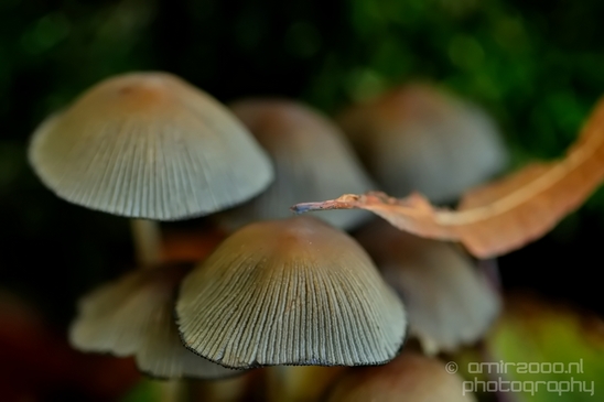 Mica_Cap_Mushrooms_fungi_macro_nature_fall_autumn_scenery_photography_12.JPG