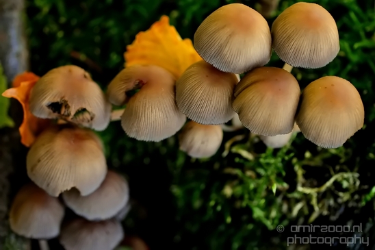 Mica_Cap_Mushrooms_fungi_macro_nature_fall_autumn_scenery_photography_13.JPG