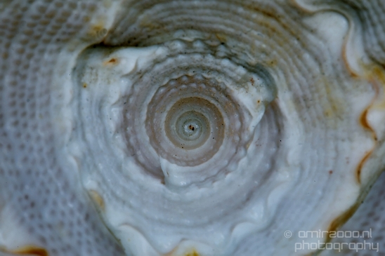 Mollusc_shell_macro_Photography_001_Canon_EOS_5D_Mark_IV.JPG