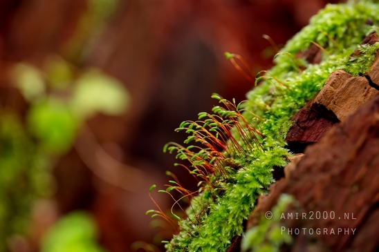 Moss_Saxifrage_macro_looking_at_flowers_Photography_001_Canon_EOS_5D_Mark_IV.JPG