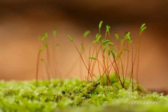 Moss_Saxifrage_macro_looking_at_flowers_Photography_002_Canon_EOS_5D_Mark_IV.JPG
