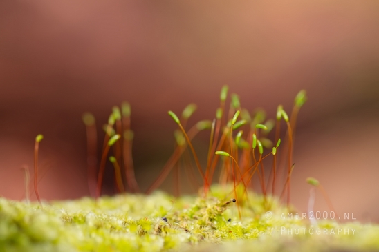 Moss_Saxifrage_macro_looking_at_flowers_Photography_003_Canon_EOS_5D_Mark_IV.JPG