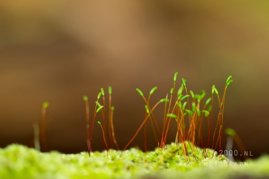 Moss_Saxifrage_macro_looking_at_flowers_Photography_004_Canon_EOS_5D_Mark_IV.JPG