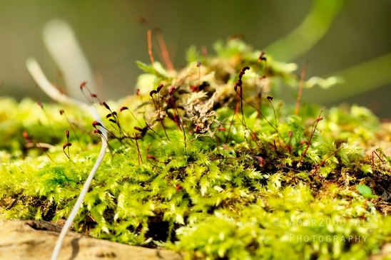 Moss_Saxifrage_macro_looking_at_flowers_Photography_005_Canon_EOS_5D_Mark_IV.JPG