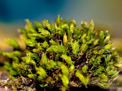 Moss_macro_Nature_Photography_002_Canon_EOS_5D_Mark_IV.JPG