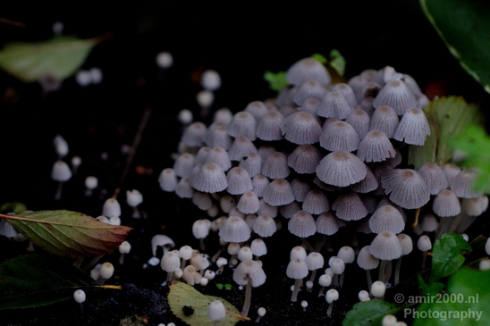 Mushrooms_macro_nature_Photography_001_Canon_EOS_5D_Mark_IV.JPG