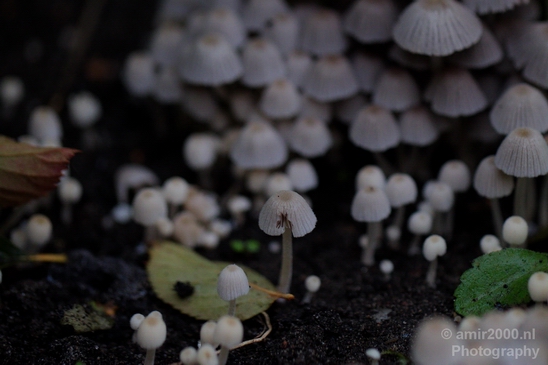 Mushrooms_macro_nature_Photography_002_Canon_EOS_5D_Mark_IV.JPG