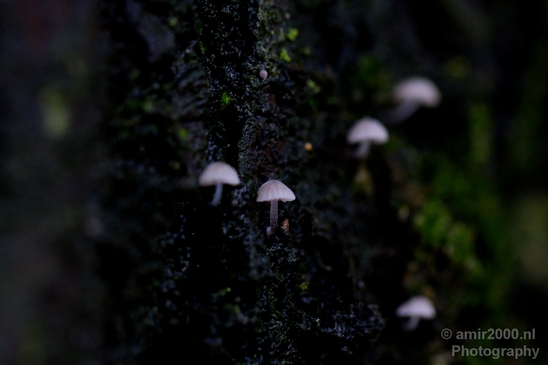 Mushrooms_macro_nature_Photography_003_Canon_EOS_5D_Mark_IV.JPG