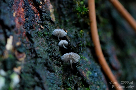 Mushrooms_macro_nature_Photography_004_Canon_EOS_5D_Mark_IV.JPG