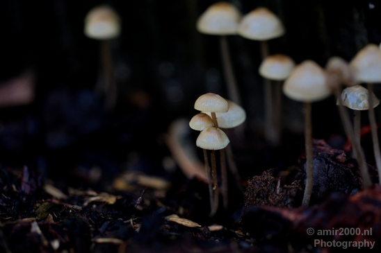 Mushrooms_macro_nature_Photography_005_Canon_EOS_5D_Mark_IV.JPG
