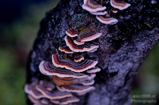 Mushrooms_macro_nature_Photography_006_Canon_EOS_5D_Mark_IV.JPG
