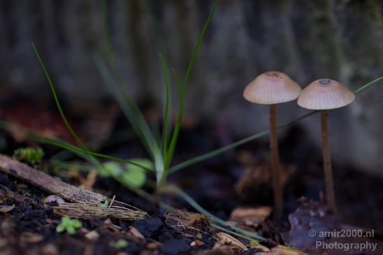 Mushrooms_macro_nature_Photography_007_Canon_EOS_5D_Mark_IV.JPG