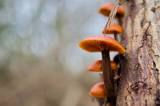 Mushrooms_macro_nature_Photography_008_Canon_EOS_5D_Mark_IV.JPG