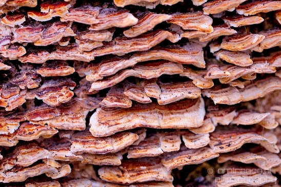 Mushrooms_macro_nature_Photography_009_Canon_EOS_5D_Mark_IV.JPG