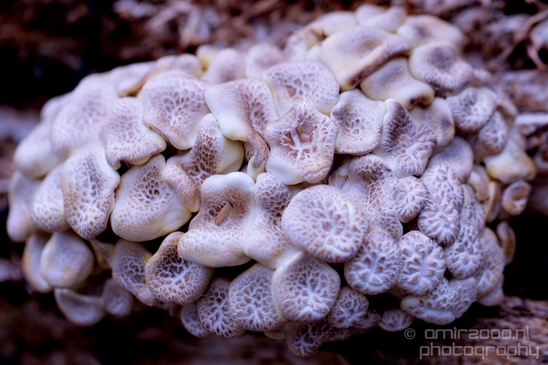 Mushrooms_macro_nature_Photography_010_Canon_EOS_5D_Mark_IV.JPG