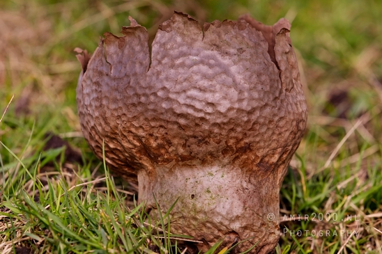 Mushrooms_macro_nature_Photography_011_Canon_EOS_5D_Mark_IV.JPG