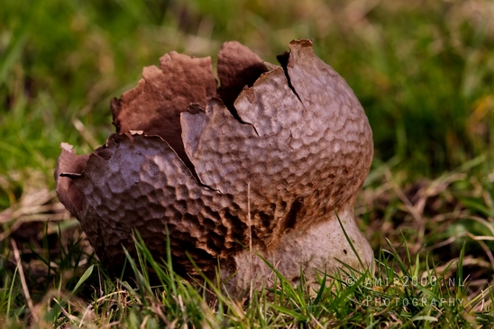 Mushrooms_macro_nature_Photography_012_Canon_EOS_5D_Mark_IV.JPG