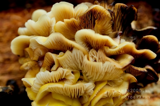 Mushrooms_macro_nature_Photography_013_Canon_EOS_5D_Mark_IV.JPG