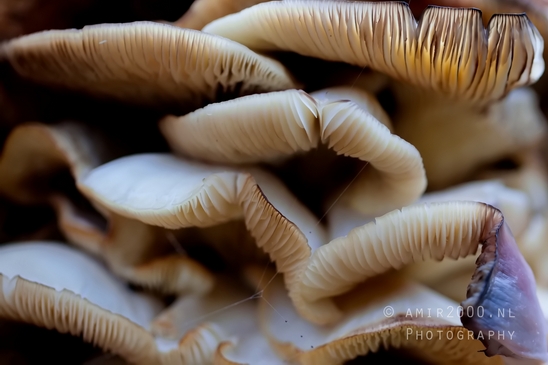 Mushrooms_macro_nature_Photography_015_Canon_EOS_5D_Mark_IV.JPG