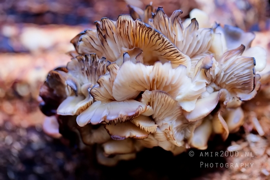 Mushrooms_macro_nature_Photography_016_Canon_EOS_5D_Mark_IV.JPG