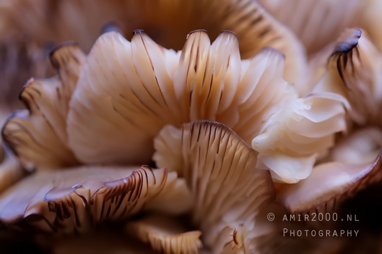 Mushrooms_macro_nature_Photography_017_Canon_EOS_5D_Mark_IV.JPG