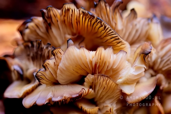 Mushrooms_macro_nature_Photography_018_Canon_EOS_5D_Mark_IV.JPG