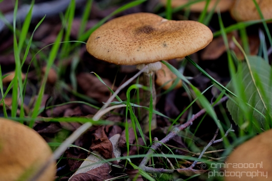 Mushrooms_macro_nature_fall_autumn_scenery_Photography_001_Canon_EOS_5D_Mark_IV.JPG
