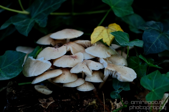 Mushrooms_macro_nature_fall_autumn_scenery_Photography_002_Canon_EOS_5D_Mark_IV.JPG