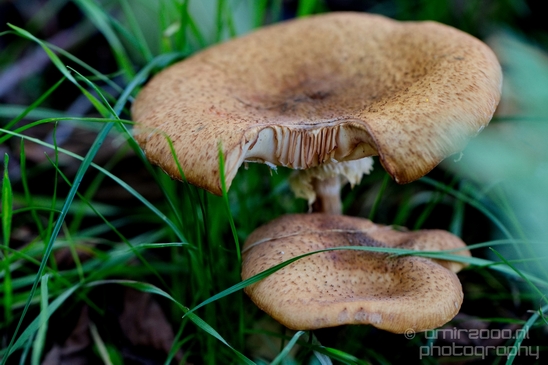 Mushrooms_macro_nature_fall_autumn_scenery_Photography_003_Canon_EOS_5D_Mark_IV.JPG