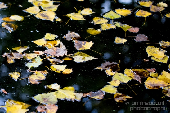Mushrooms_macro_nature_fall_autumn_scenery_Photography_004_Canon_EOS_5D_Mark_IV.JPG