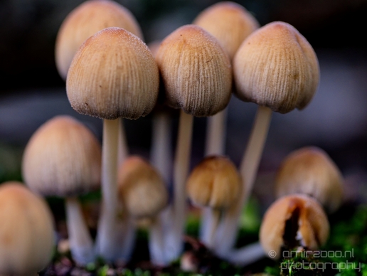 Mushrooms_macro_nature_fall_autumn_scenery_Photography_006_Canon_EOS_5D_Mark_IV.JPG