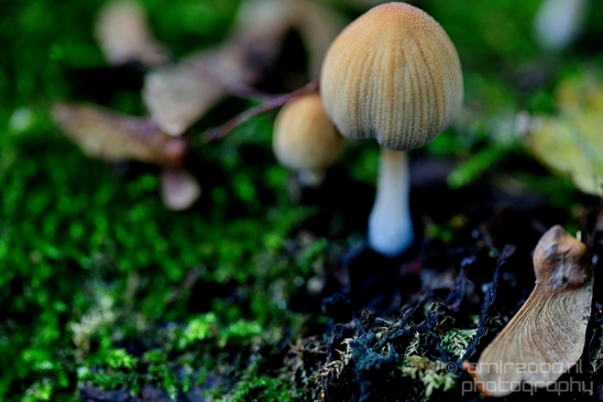 Mushrooms_macro_nature_fall_autumn_scenery_Photography_007_Canon_EOS_5D_Mark_IV.JPG