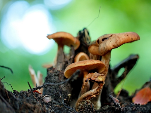 Mushrooms_macro_nature_fall_autumn_scenery_Photography_008_Canon_EOS_5D_Mark_IV.JPG