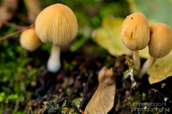 Mushrooms_macro_nature_fall_autumn_scenery_Photography_009_Canon_EOS_5D_Mark_IV.JPG