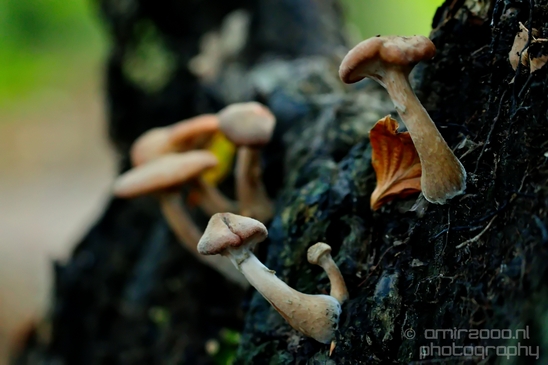 Mushrooms_macro_nature_fall_autumn_scenery_Photography_010_Canon_EOS_5D_Mark_IV.JPG