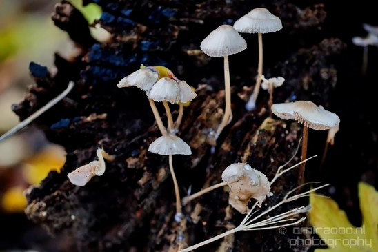 Mushrooms_macro_nature_fall_autumn_scenery_Photography_011_Canon_EOS_5D_Mark_IV.JPG