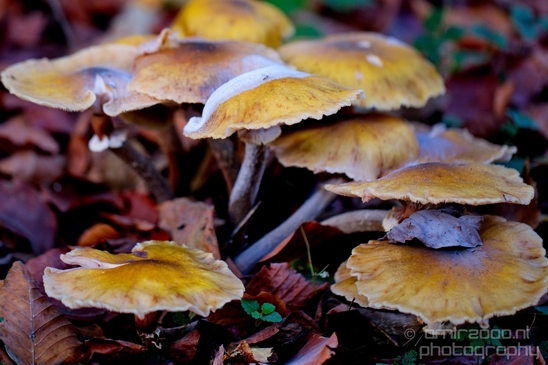 Mushrooms_macro_nature_fall_autumn_scenery_Photography_012_Canon_EOS_5D_Mark_IV.JPG