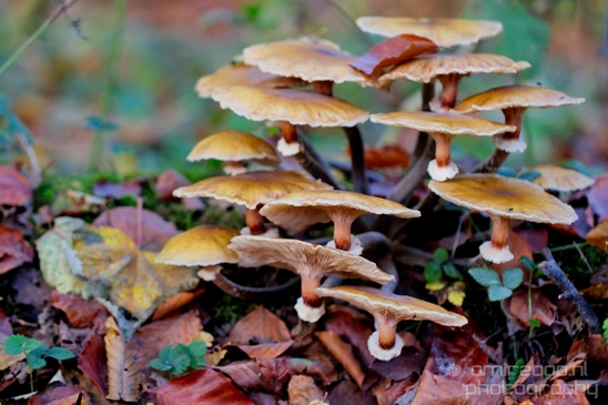 Mushrooms_macro_nature_fall_autumn_scenery_Photography_013_Canon_EOS_5D_Mark_IV.JPG