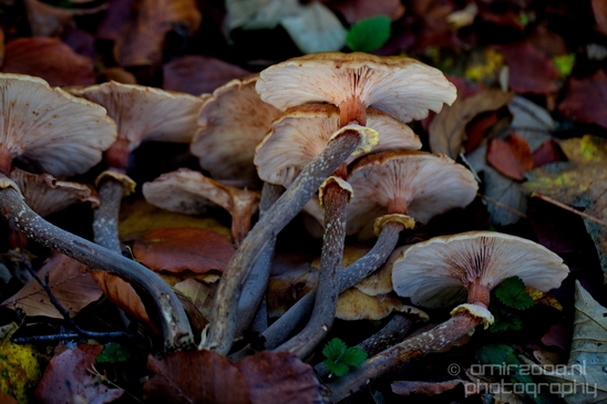 Mushrooms_macro_nature_fall_autumn_scenery_Photography_014_Canon_EOS_5D_Mark_IV.JPG